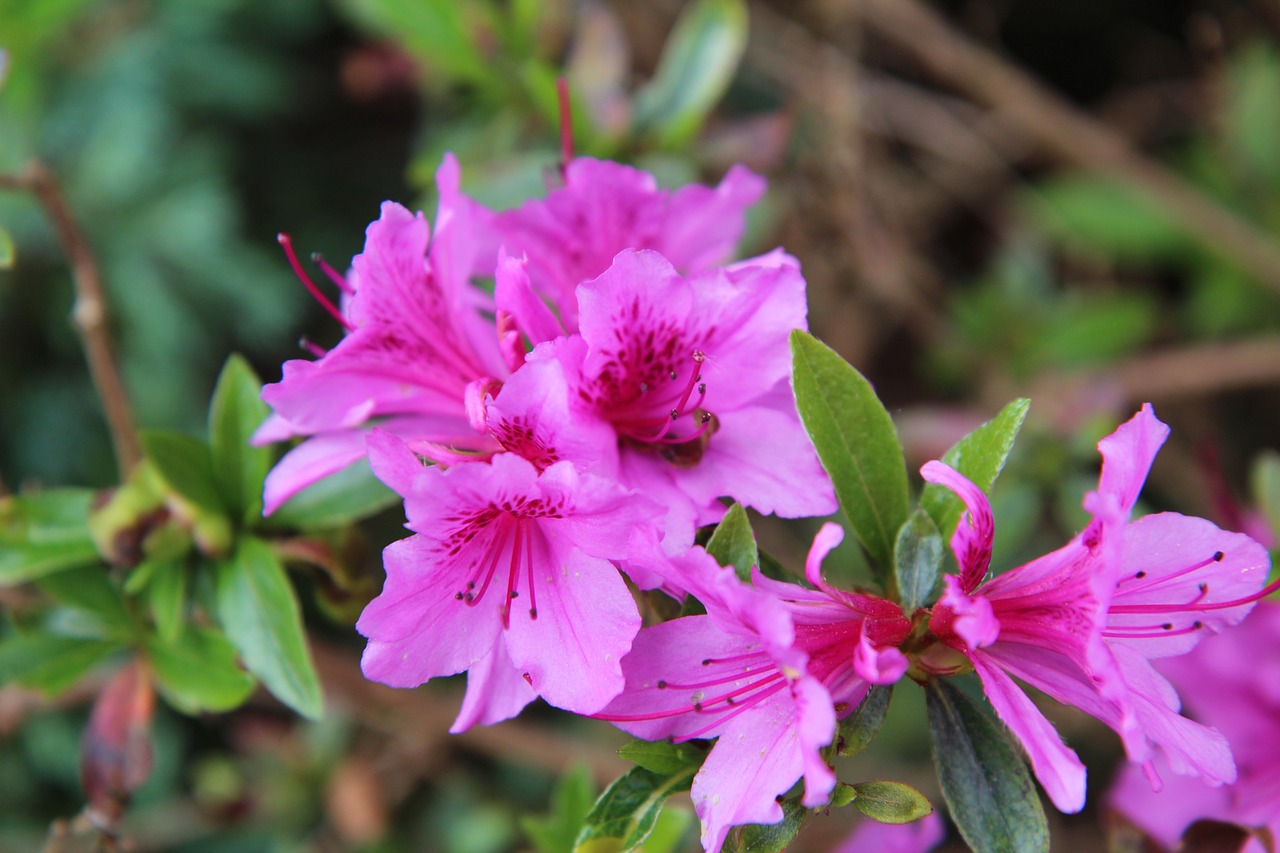 교화: 연산홍(영산홍, Azalea, Rhododendron indicum)